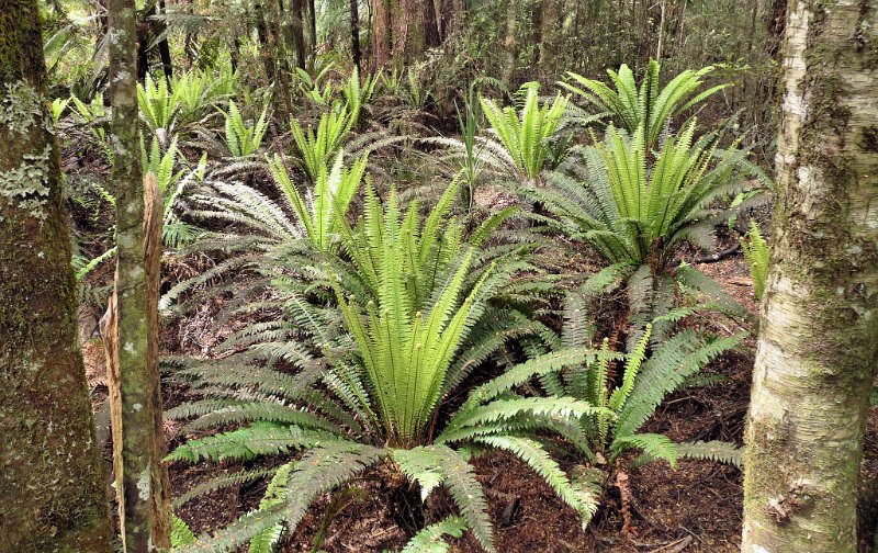 E (145) Crown Ferns (Blechnum discolor).JPG
